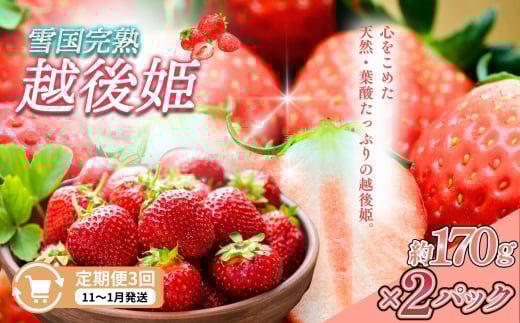 定期便 3回【11～1月発送】いちごの定期配送 雪国完熟いちご越後姫170g×2全3回 越後姫 いちご 定期便 完熟 1084226 - 新潟県上越市