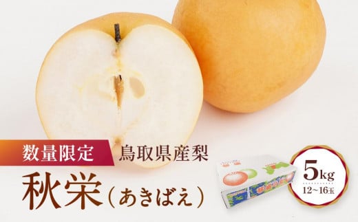【先行予約】数量限定 鳥取県産梨 秋栄（あきばえ） 5kg（12～16玉）