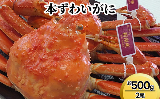 本ずわいがに約500g×2尾 ※2025年11月中旬～2026年3月中旬頃に順次発送予定 2126329 - 富山県射水市