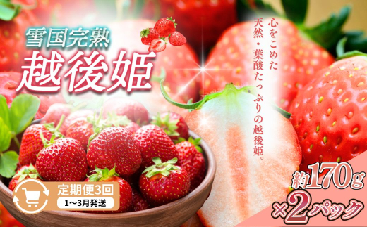 定期便 3回【1～3月発送】雪国完熟いちご越後姫 170g×2全3回 定期配送 越後姫 いちご 定期便 完熟 苺 新潟 1084228 - 新潟県上越市
