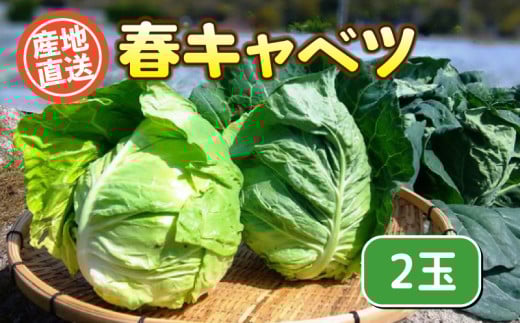 【期間限定】春キャベツ 2玉 ( 旬の野菜 野菜 産地直送 期間限定 人気 出荷時期限定 きゃべつ 野菜 国産 お野菜 甘藍 豊浦町 川棚 ) 下関 山口