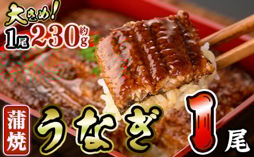 うなぎ 蒲焼 (約230g×1尾・山椒、タレ付き) 鰻 さんしょう 冷凍 かば焼き うな重 うな丼 ひつまぶし 小分け 土用 丑の日 中国産【AW-60】【丸正水産】 2058889 - 宮崎県門川町