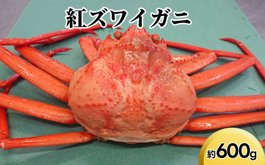 紅ズワイガニ約600g【棚辺水産】※2025年9月中旬～2026年3月下旬頃に順次発送予定　※離島への配送不可 2126241 - 富山県射水市