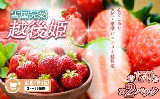 定期便 3回【2～4月発送】雪国完熟いちご越後姫 170g×2全3回 定期配送 越後姫 いちご 定期便 完熟 苺 新潟 1084229 - 新潟県上越市