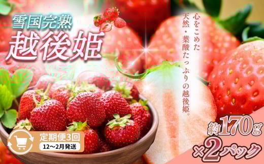 定期便 3回【12～2月発送】いちごの定期配送 雪国完熟いちご越後姫170g×2全3回 越後姫 いちご 定期便 完熟 1084227 - 新潟県上越市
