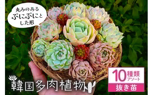 韓国多肉植物 抜き苗 アソート 10種類 詰め合わせ 多肉植物 観葉植物 インテリア 寄せ植え 誕生日プレゼント オシャレ 多肉 観葉 おまかせ セット 植物 苗 種類 色々 ランダム 農園直送 栽培 ガーデニング 寄せ植え用 韓国苗 多肉専科