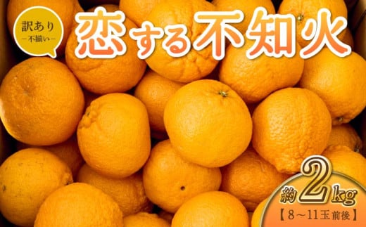  恋する 不知火 約2kg 訳あり品 【御舩果樹園】【2025年4月上旬から2025年6月下旬発送予定】 1537467 - 熊本県宇城市