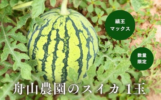 ≪令和７年産予約受付！≫舟山農園　スイカ1玉(縞王マックス) |  すいか スイカ 西瓜 フルーツ 果物 野菜 送料無料 北海道 道産 産地直送 数量限定 美瑛 北海道美瑛 北海道美瑛町 美瑛町  [013-80]