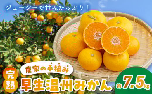 S040-021_農家の手摘み 完熟早生温州みかん 約7.5kg 【先行受付】 321764 - 熊本県天草市