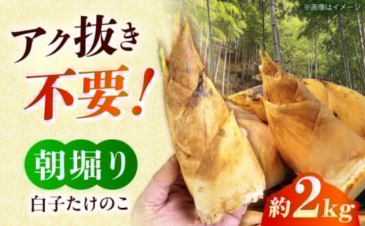 朝掘り白子たけのこ約2kg＜4月中旬頃発送予定＞数量限定 期間限定 高槻市梶原地区産　大阪府高槻市/高槻あぐり [AOCS002] 新鮮 タケノコ 竹の子 筍 おいしい