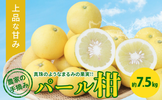 S040-022_農家の手摘み パール柑 約7.5kg〈先行受付〉 1497476 - 熊本県天草市