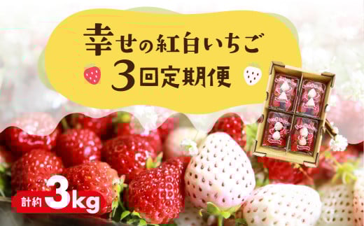 幸せの紅白いちご 定期便 3回 計3kg (1回あたり約250g×4パック) 