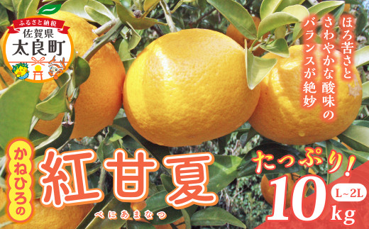 【令和7年4月頃～発送】N-71 かねひろの紅甘夏(べにあまなつ) 509437 - 佐賀県太良町