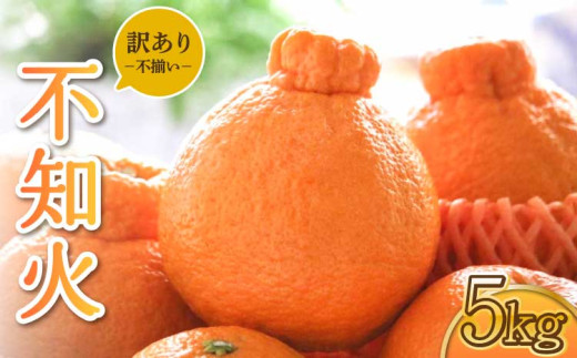 不知火 訳あり品 しらぬい わけあり 柑橘類 みかん ミカン 蜜柑 5kg 約15〜20玉 果物 くだもの フルーツ 九州産 熊本県産 宇城市産 国産 雑誌 MORE 掲載商品 松川果樹園 2026年3月上旬から4月下旬発送予定 レビューキャンペーン