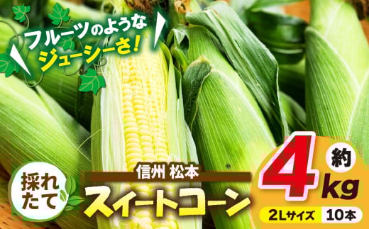 信州産 採れたてスイートコーン 約4kg(２Lサイズ10本)｜ふるさと納税 信州 松本 松本市 信州産 長野県 スイートコーン コーン 採れたて とうもろこし 甘い 2093085 - 長野県松本市