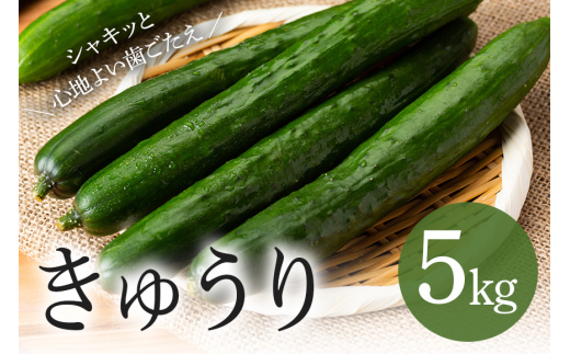 キュウリ5kg (A33-002) 2070631 - 茨城県石岡市