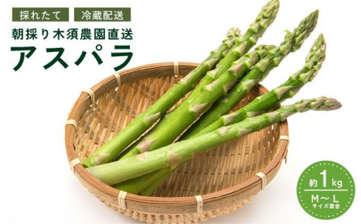 [5525-0512]【 2025年 発送 】 先行予約 生産者 直送 グリーン アスパラ 約 1kg M-L サイズ 新鮮 朝採り 野菜 あすぱら 木須農園 北海道 伊達市 1265593 - 北海道伊達市