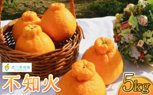 先行予約 不知火 しらぬい 柑橘 みかん ミカン 蜜柑 5kg 約15〜20玉 果物 くだもの フルーツ 九州産 熊本県産 宇城市産 国産 雑誌 MORE 掲載商品 松川果樹園 2026年3月上旬から4月下旬発送予定 レビューキャンペーン