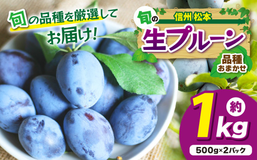 信州産 品種おまかせ旬の生プルーン約1kg(500g×2パック)|ふるさと納税 信州 松本 プルーン 果物 フルーツ 甘い