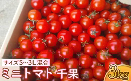 ミニトマト 千果 3kg（サイズS～3L混合）【 冨田農園 】【12月下旬～2025年6月下旬発送予定】 1617340 - 熊本県宇城市