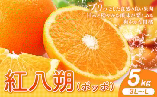 紅八朔(ポッポ) 5kg(3L〜L)JAわかやま 紀の里地域本部[3月中旬-4月中旬頃出荷予定(土日祝除く)]和歌山県 岩出市 産地直送 みかん 八朔 柑橘 果物 フルーツ ビタミンC たっぷり