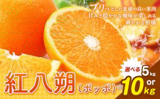 紅八朔(ポッポ)10kg(3L〜L)or 5kg(3L〜L)JAわかやま 紀の里地域本部[3月中旬-4月中旬頃出荷予定(土日祝除く)]和歌山県 岩出市 産地直送 みかん 八朔 柑橘 果物 フルーツ ビタミンC たっぷり