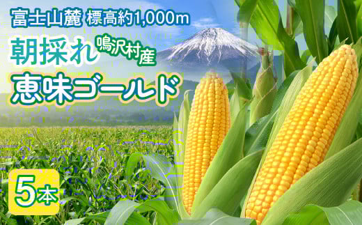 とうもろこし 恵味ゴールド 5本 NSAK001 | ふるさと納税 とうもろこし トウモロコシ ジューシー 朝採りコーン 野菜 山梨県 鳴沢村 送料無料