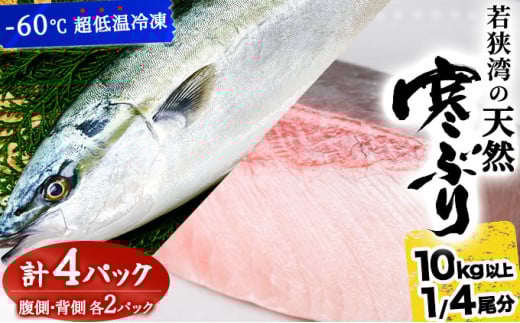 【期間限定・数量限定・先行予約】若狭湾の天然寒ブリ（生冷凍・ブロック）1/4尾分（４パック）【マイマルシェ 敦賀 天然 寒ぶり ブリ 鰤 若狭湾 天然ぶり お中元 お歳暮 ギフト 贈り物 プレゼント 旬】[090-a010] 2032987 - 福井県敦賀市