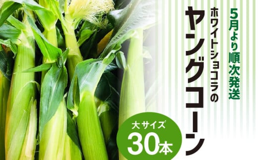 ホワイトショコラのヤングコーン 大サイズ30本_ヤングコーン 大サイズ 30本 ホワイトショコラ 新鮮 皮付き 朝採れ 農家直送 甘み ひげ 薄皮 食べられる 美味しい オーブン トースター おつまみ サラダ バター醤油 冷蔵 コーン とうもろこし 野菜 お取り寄せ お取り寄せグルメ 福岡県 久留米市 送料無料_Gv038 1084965 - 福岡県久留米市