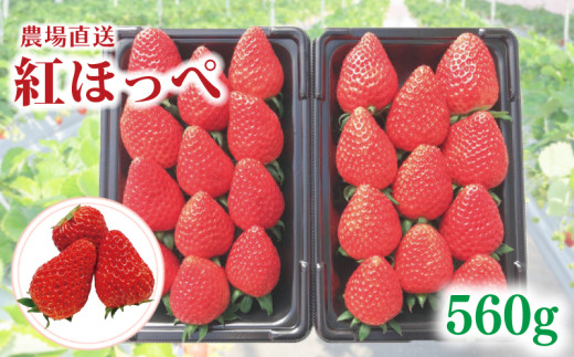 いちご 紅ほっぺ 約560g （ 約280g × 2P ） いちご 苺 ストロベリー 産地直送 ご当地 果物 くだもの フルーツ デザート 朝どれ 完熟 食品 冷蔵 げんき農場 埼玉県 羽生市