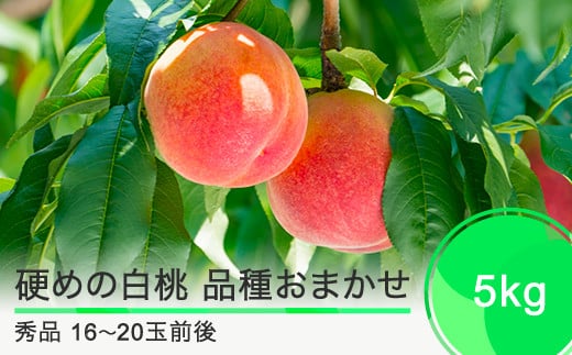先行予約 硬めの白桃 品種おまかせ 5kg 山形県産 2025年度産 令和7年 フルーツ 果実 送料無料 ry-mohth5000 2032912 - 山形県大石田町