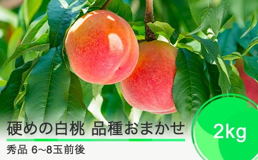 先行予約 硬めの白桃 品種おまかせ 2kg 山形県産 2025年度産 令和7年 フルーツ 果実 送料無料 ry-mohth2000 2032910 - 山形県大石田町