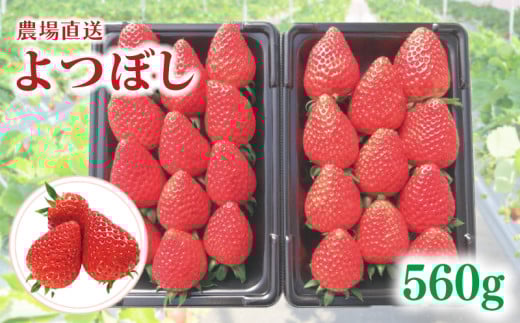 いちご よつぼし 約560g （ 約280g × 2P ） いちご 苺 ストロベリー 産地直送 ご当地 果物 くだもの フルーツ デザート 食品 冷蔵 げんき農場 埼玉県 羽生市