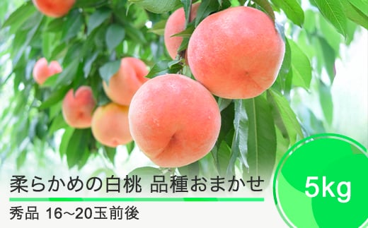 桃 もも 柔らかい白桃 品種おまかせ 5kg 山形県産 2025年度産 令和7年 フルーツ 果実 送料無料 ry-mohts5000