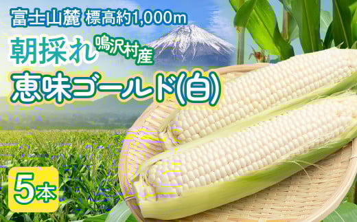 とうもろこし　恵味ゴールド（白）　5本 NSAK003 | ふるさと納税 とうもろこし トウモロコシ ジューシー 朝採りコーン 野菜 山梨県 鳴沢村 送料無料 | 2096096 - 山梨県鳴沢村