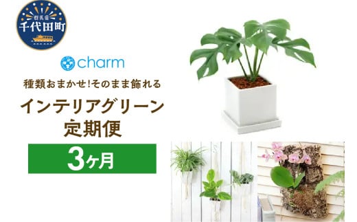 植物専門店が選ぶ「そのまま飾れるインテリアグリーン定期便」3カ月 インテリア おしゃれ 送料無料 株式会社チャーム