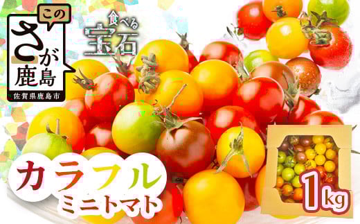 ＼農林水産大臣賞受賞／岩永さんちのトマト 【カラフルミニトマト5色 約1kg】【生産者直送】化学肥料不使用  有機栽培 手造り堆肥 甘い フルーティ お弁当 サラダ おやつ 健康 安心安全 ふるさと納税   B-823 2013477 - 佐賀県鹿島市
