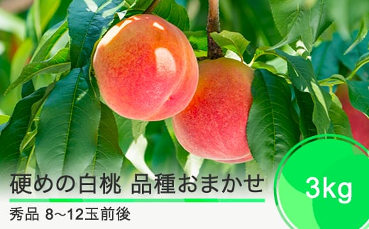 先行予約 硬めの白桃 品種おまかせ 3kg 山形県産 2025年度産 令和7年 フルーツ 果実 送料無料 ry-mohth3000 2032911 - 山形県大石田町