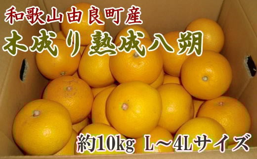 【来シーズン先行予約】【産直】和歌山由良町産の木成り熟成八朔約10kg（L～4Lサイズをお届け）※2026年3月中旬～2026年4月中旬頃順次発送【TM137】【tec876B】 481705 - 和歌山県由良町
