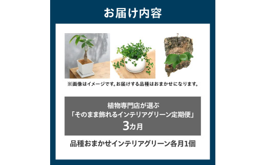 アイテムID:444271の画像3枚目