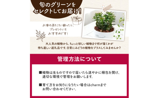 アイテムID:444271の画像5枚目