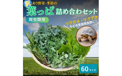 [№5334-0234]【爬虫類用】訳あり野菜と季節の葉っぱ詰め合わせ【60サイズ】 2067923 - 京都府南丹市