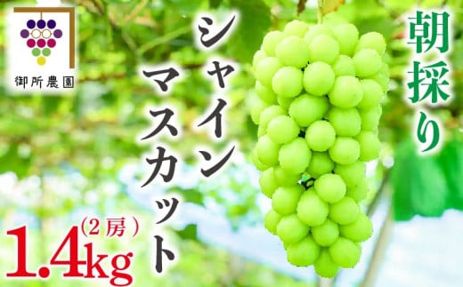 【先行予約】 シャインマスカット 2房 約1.4kg ＜出荷時期：2025年8月下旬～2025年9月下旬頃＞フルーツ ぶどう 葡萄 【内祝い 内祝 お祝い 御祝い 御祝 お礼 御礼 プレゼント ギフト 贈り物 御所農園 徳島県 阿波市 】 1322236 - 徳島県阿波市