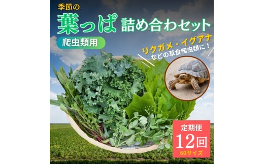 [№5334-0231]【爬虫類用】季節の葉っぱ詰め合わせ【60サイズ12回コース】 2067920 - 京都府南丹市