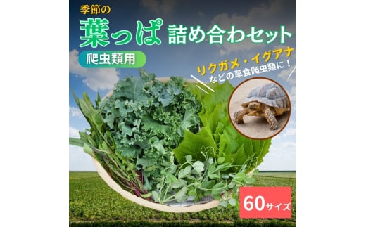 [№5334-0232]【爬虫類用】季節の葉っぱ詰め合わせ【60サイズ】 2067921 - 京都府南丹市