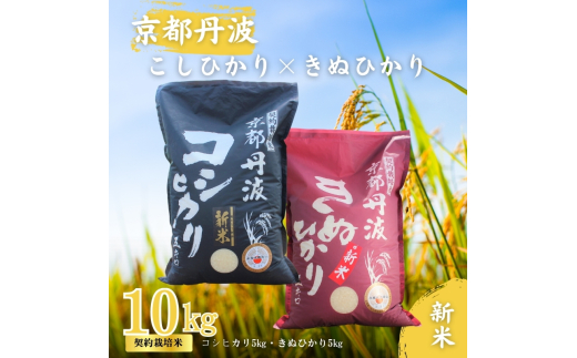 [№5334-0317]令和7年産 こしひかり きぬひかり 10kg (5kg×2) 食べ比べセット 詰め合わせ 米 白米 精米 お米 こめ コメ コシヒカリ キヌヒカリ 食べ比べ セット 令和7年 ご飯 ごはん 京都 京都府 南丹市 2067998 - 京都府南丹市