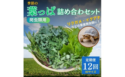 [№5334-0230]【爬虫類用】季節の葉っぱ詰め合わせ【80サイズ12回コース】 2067919 - 京都府南丹市