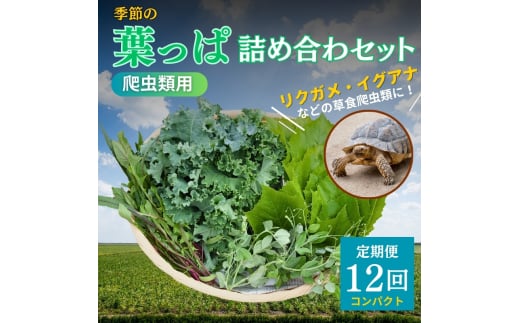 [№5334-0233]【爬虫類用】季節の葉っぱ詰め合わせ【コンパクトサイズ12回コース】 2067922 - 京都府南丹市