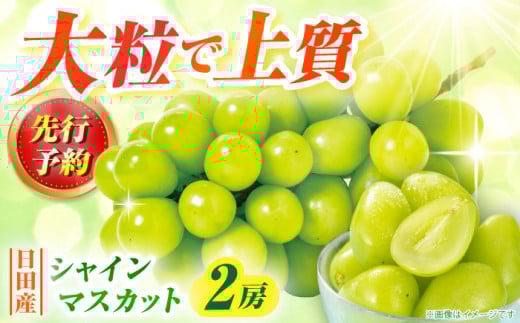 [先行予約・9月以降順次発送]シャインマスカット 1箱 (600g〜700g×2房) シャインマスカット しゃいんますかっと マスカット ますかっと 葡萄 ぶどう ブドウ 期間限定 フルーツ 果物 日田市 / JAおおいた [AREW005]
