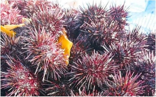 北海道小樽市 塩水キタムラサキウニ 100g×8パック 合計800g 【漁師直送】